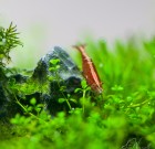 Red Cherry Shrimp (x20)
