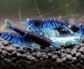 Blue Tiger Shrimp x10