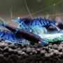 caridina-cantonensis-blue-tiger.jpg (1024×768)