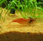 Red Cherry Shrimp (x10) (Young Only)