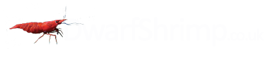 DwarfShrimp.co.uk