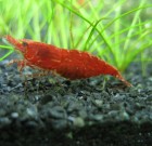 Red Cherry Shrimp (x10)