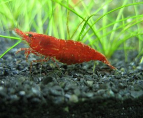 Red Cherry Shrimp (x10)